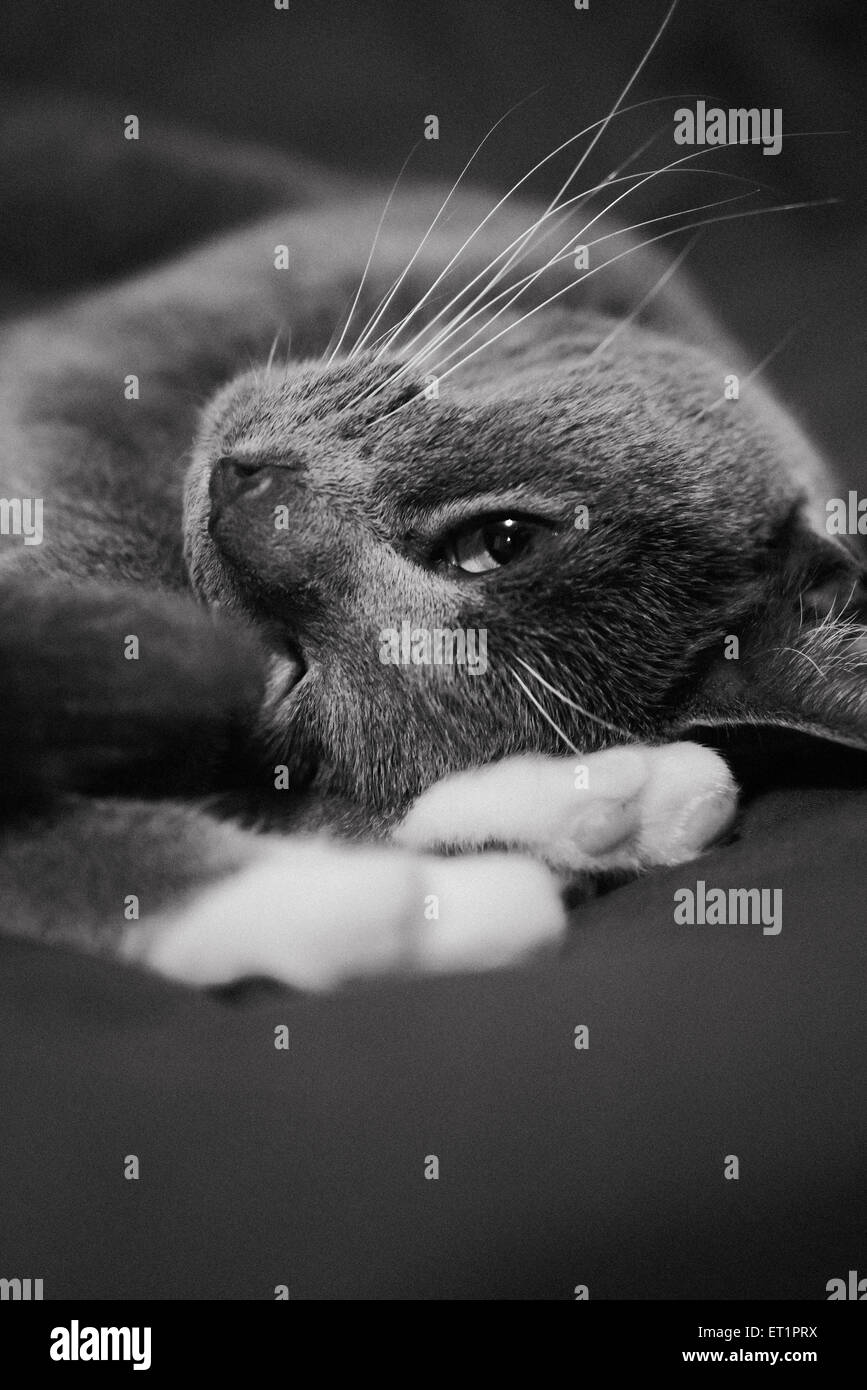 Photos noir et blanc d'un chat posant Banque D'Images