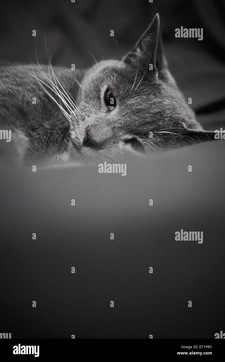 Photos noir et blanc d'un chat posant Banque D'Images