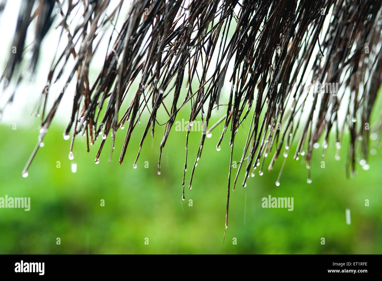Gouttes de pluie ; Maharashtra ; Inde Banque D'Images