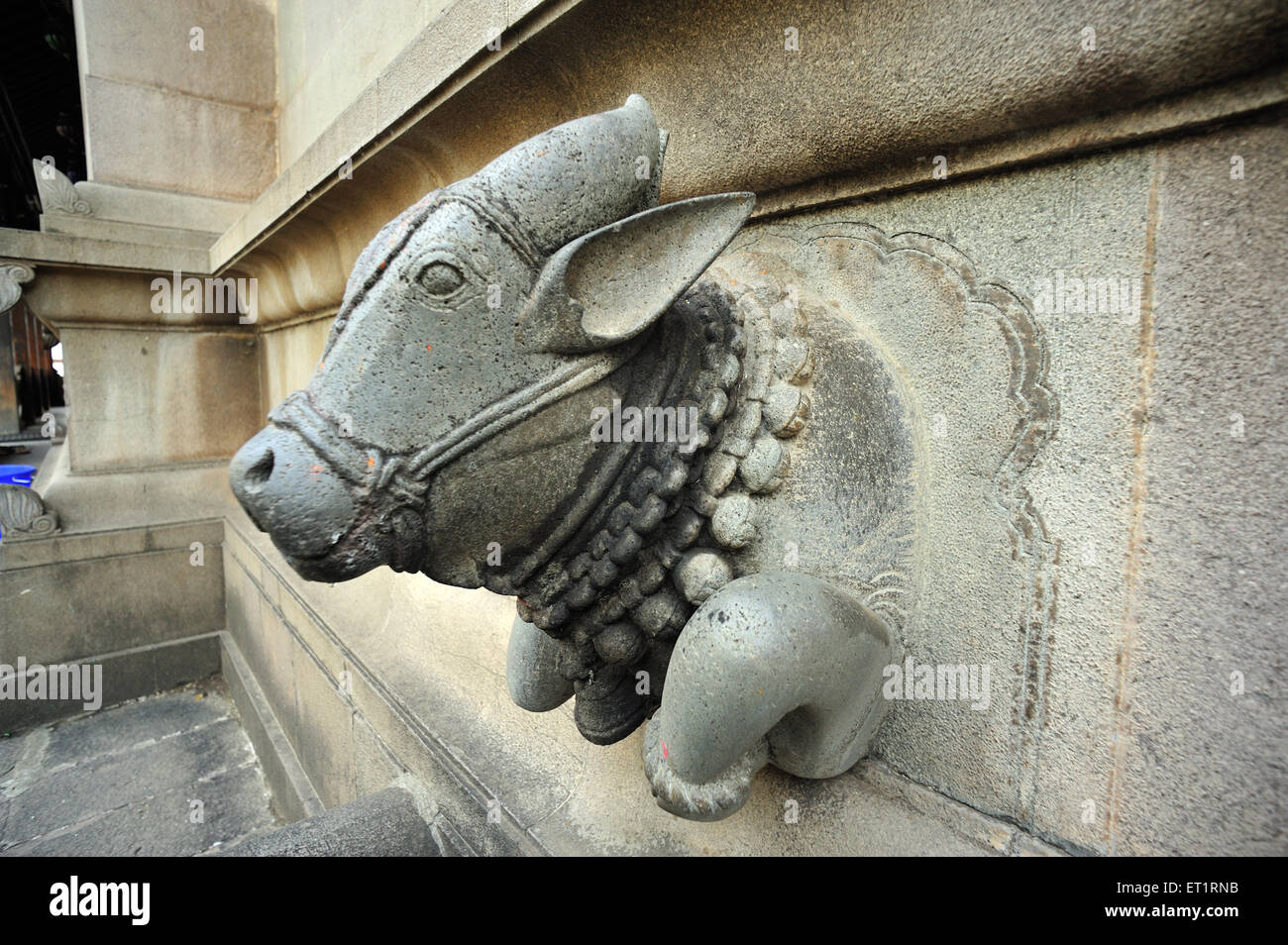 Tête de taureau Nandi au temple phaltan satara Maharashtra Inde Asie Banque D'Images