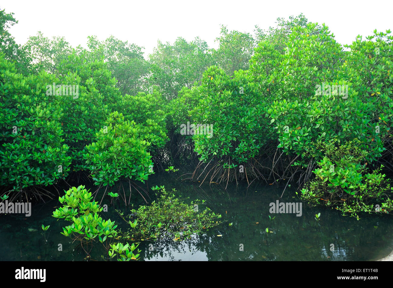 Mangrove, Sindhudurg, Konkan, Maharashtra, Inde,Asie, Asie, Indien Banque D'Images