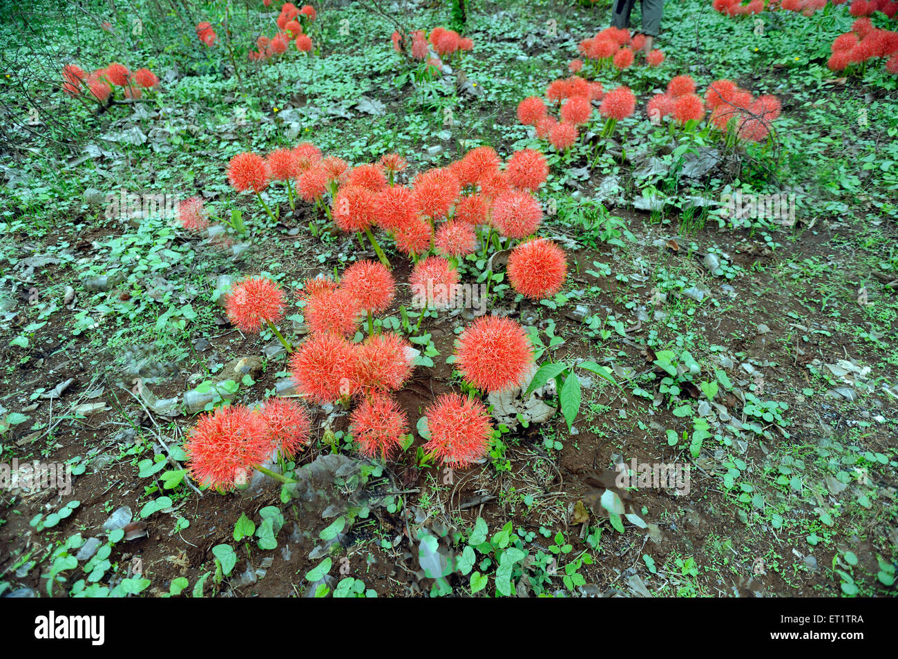 Boule de fleur dans belgaum au Karnataka Inde Asie Banque D'Images