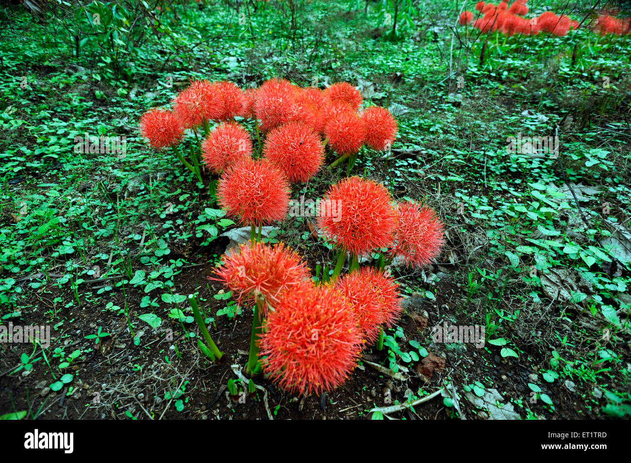 Boule de fleur dans belgaum au Karnataka Inde Asie Banque D'Images