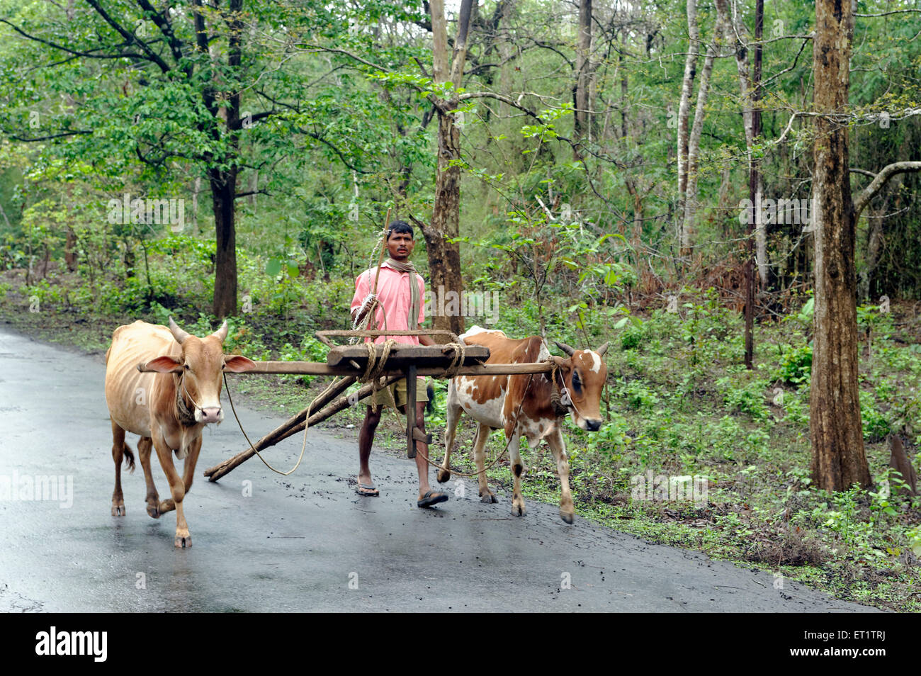 Agriculteur avec charrette à dandeli à Karnataka Inde Asie Banque D'Images