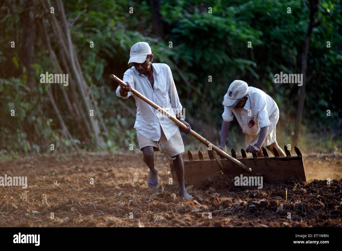 Ouvrier agricole dans la zone Konkan Maharashtra Inde M.# 556 Banque D'Images