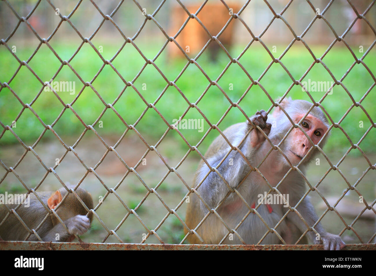 Cage de singe au zoo ; Zoo de Byculla ; Jardins Victoria ; Veermata Jijabai Bhonsale Udyan ; Bombay ; Mumbai ; Maharashtra ; Inde ;Asie ; asiatique ; Indien Banque D'Images