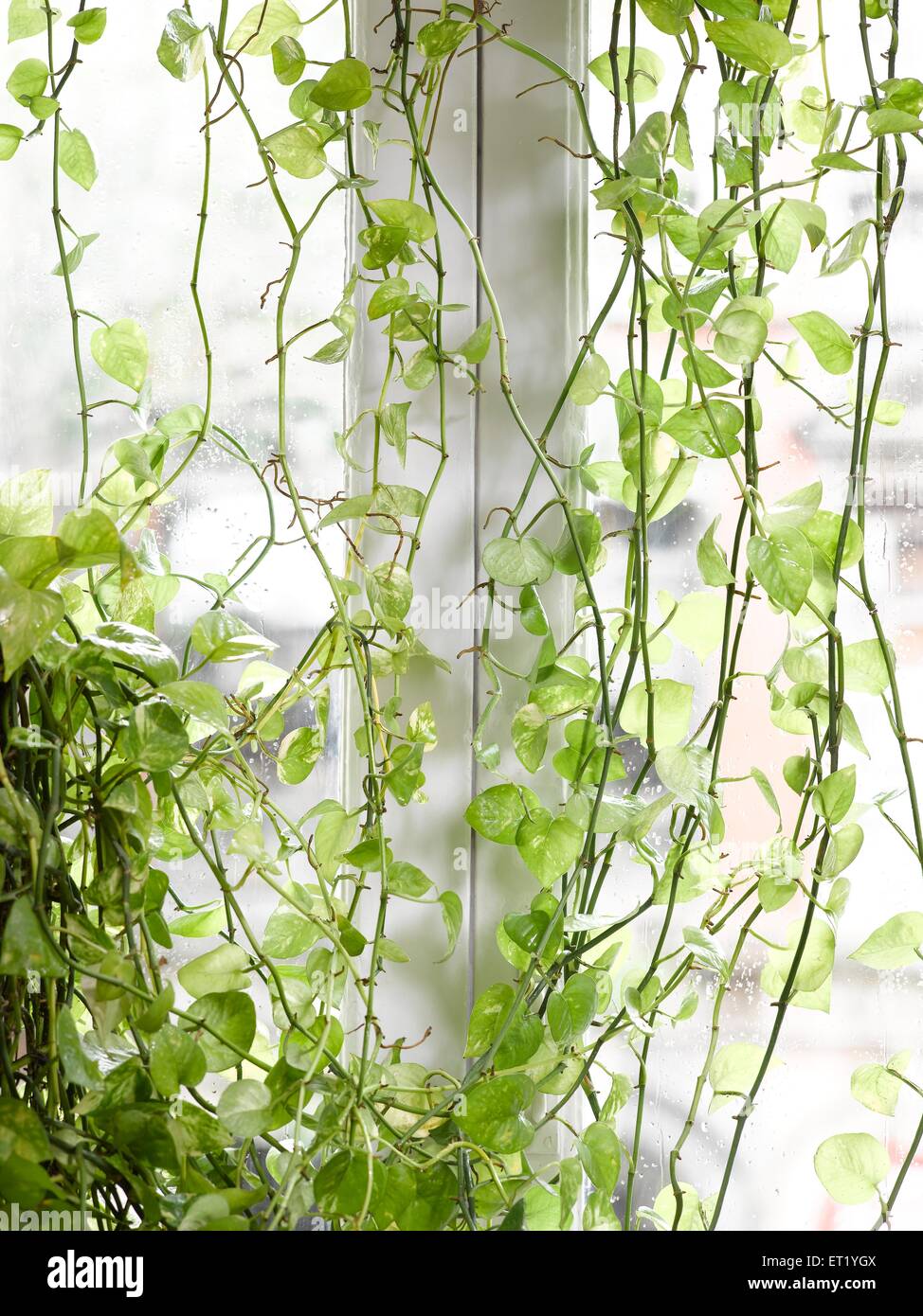 Money Plant, Diable's ivy, Epipremnum aureum, Arum famille Araceae, plante verte devant la fenêtre, Inde, Asie Banque D'Images