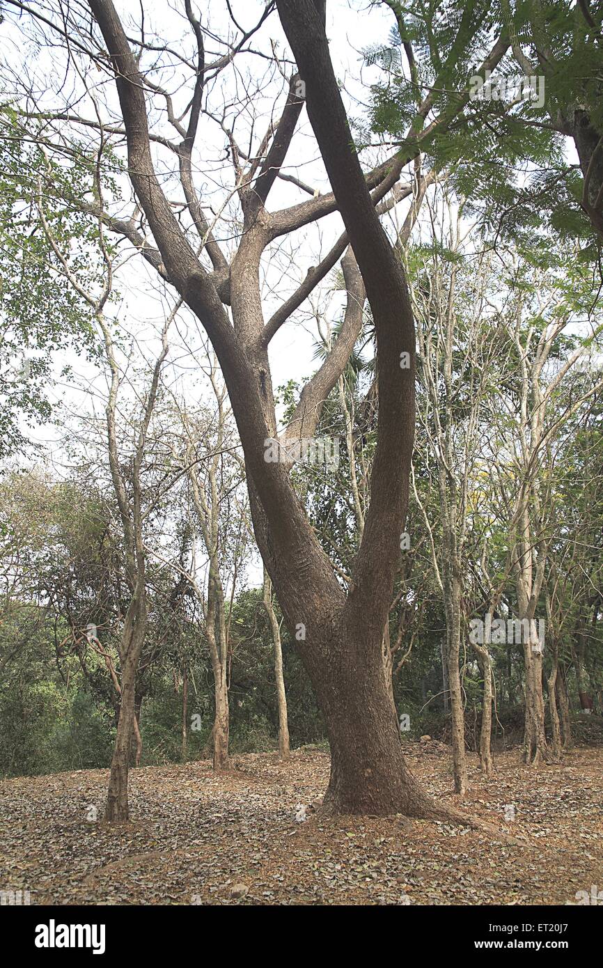 Arbre sec ; Parc National de Sanjay Gandhi ; Parc National de Borivalii ; Borivalii ; Bombay ; Mumbai ; Maharashtra ; Inde ; Asie ; Asie ; Indien Banque D'Images