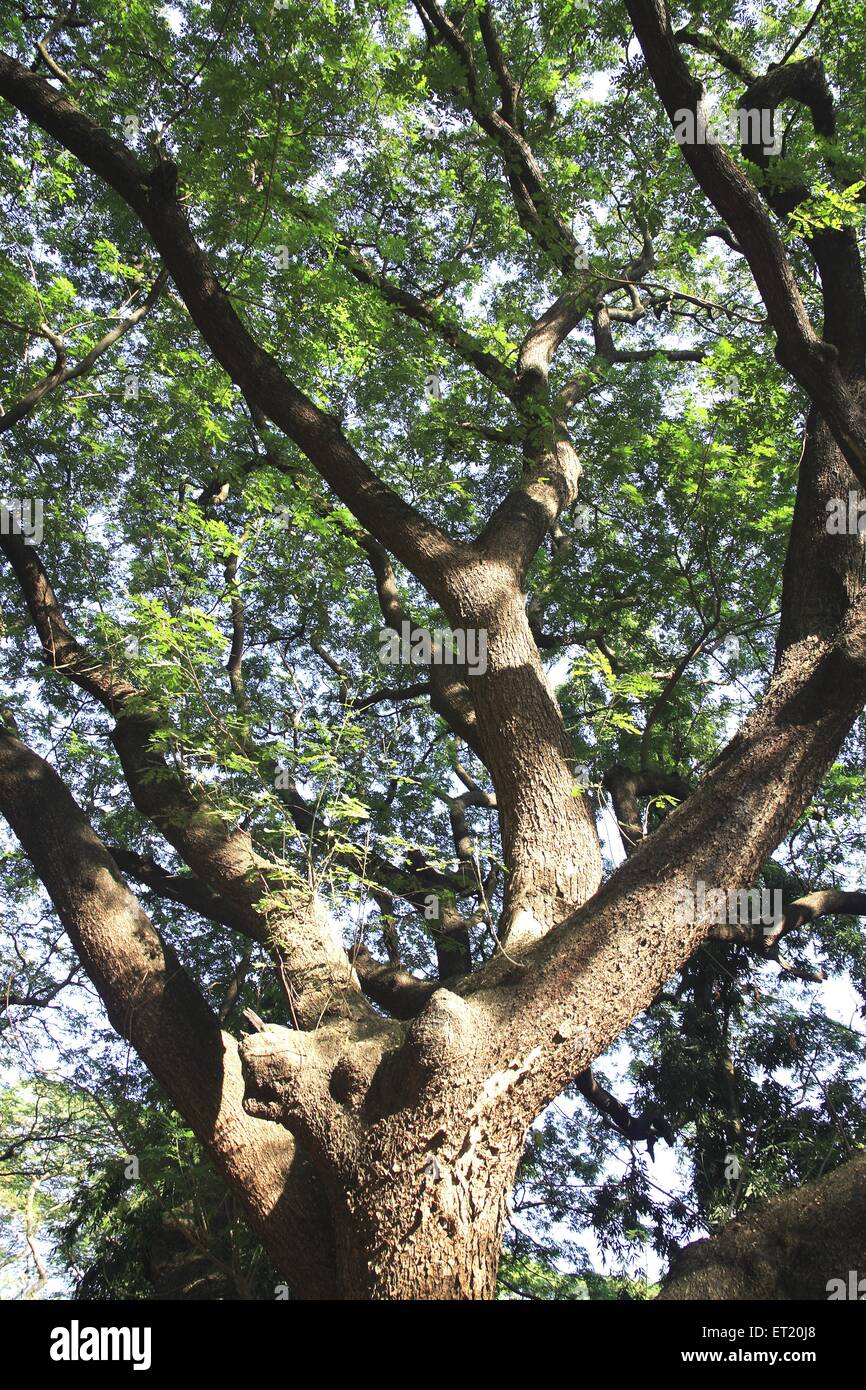Branches d'arbres ; Parc national de Sanjay Gandhi ; Parc national de Borivalii ; Borivalii ; Bombay ; Mumbai ; Maharashtra ; Inde ; Asie ; Asie ; Indien Banque D'Images