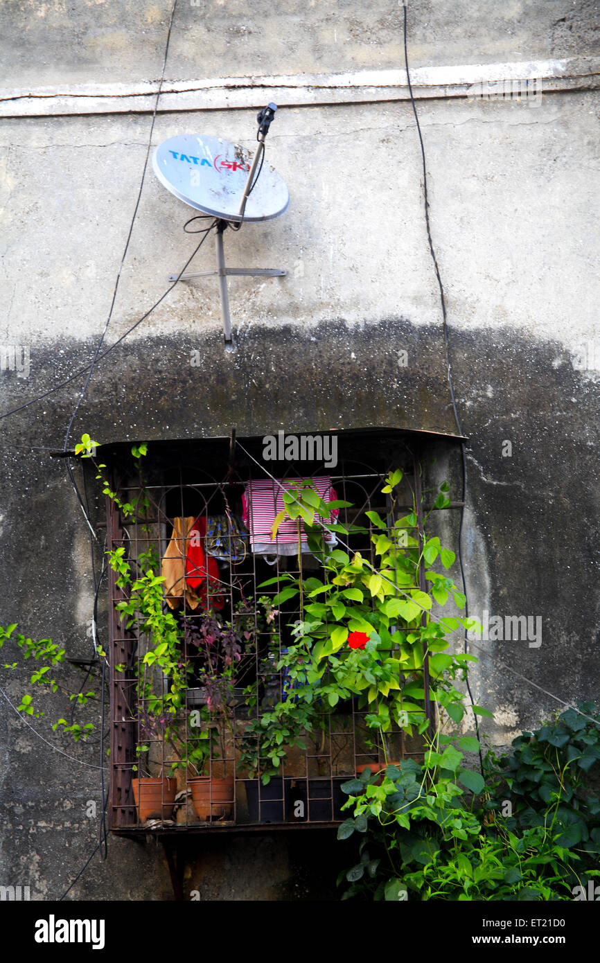 Pot de fleurs à la fenêtre et l'antenne parabolique dans chawl ; Mahadev Palav Marg ; route ; Curry Bombay Mumbai Banque D'Images