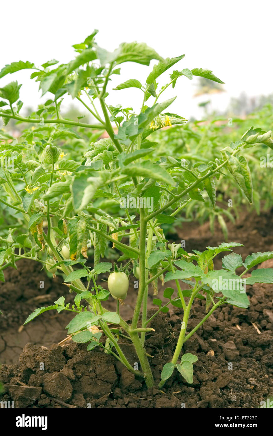Vegetable plant de tomate Lycopersicon esculentum dans domaine Khidrapur Mumbai Maharashtra Inde Banque D'Images