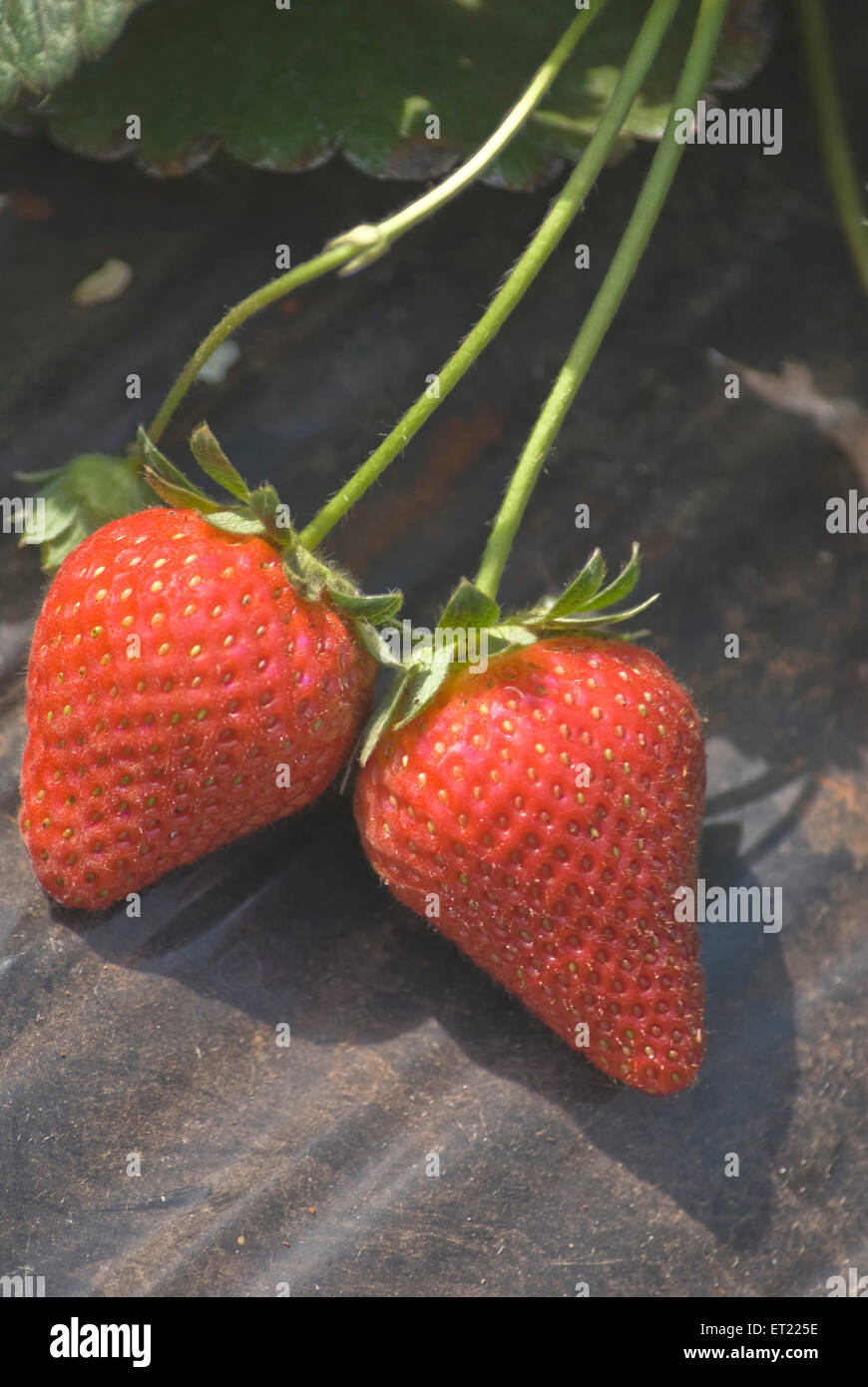 Fraise ; Mahabaleshwar ; District Satara ; Maharashtra ; Inde ; Asie Banque D'Images