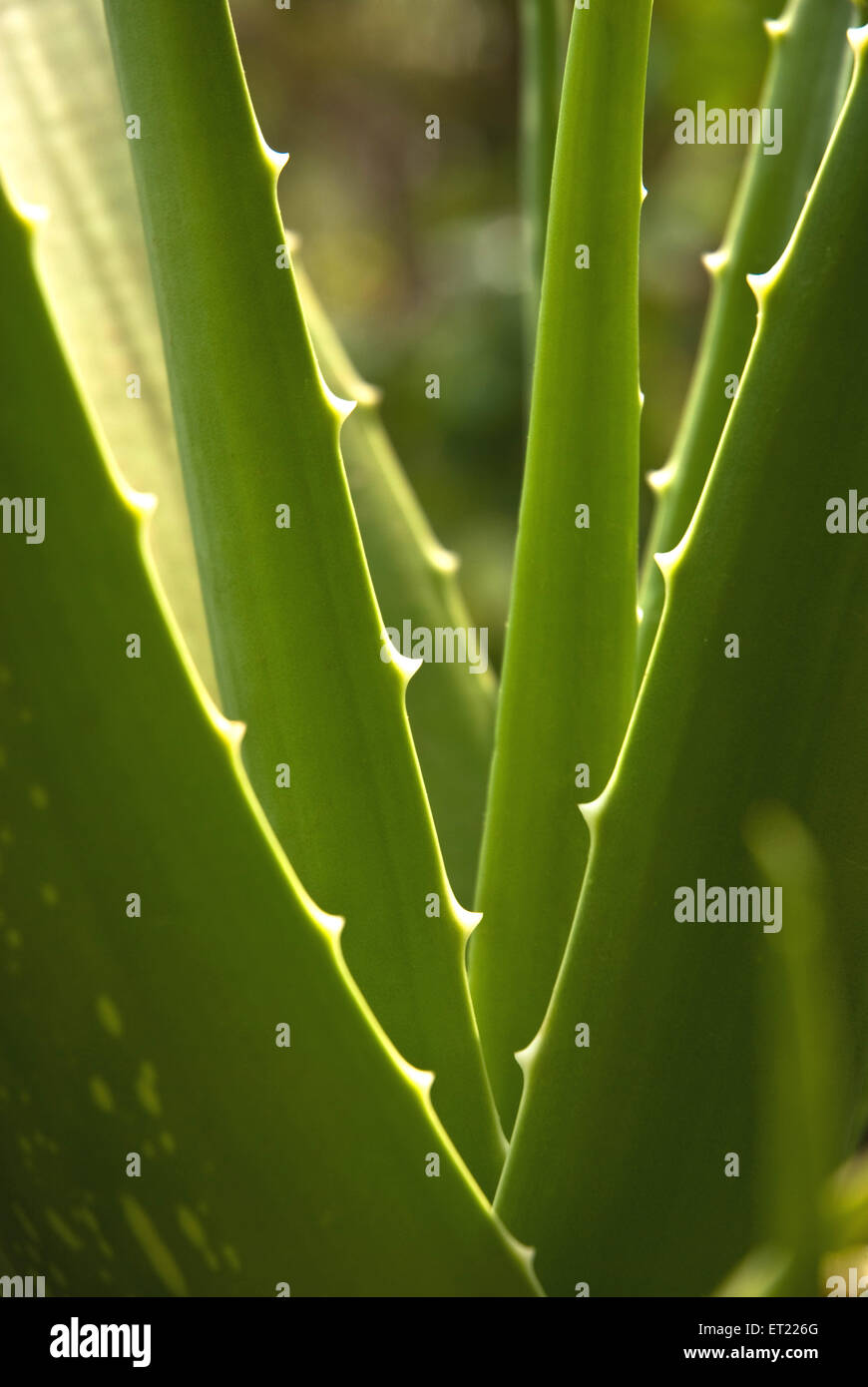 Plante d’Aloe Vera Banque D'Images