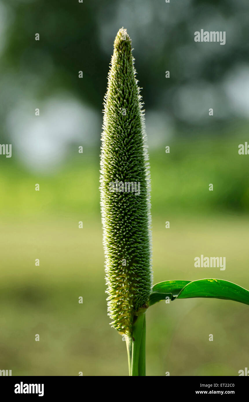 Millet à Padhegaon Montepulciano Ahmednagar Maharashtra Inde Asie Banque D'Images