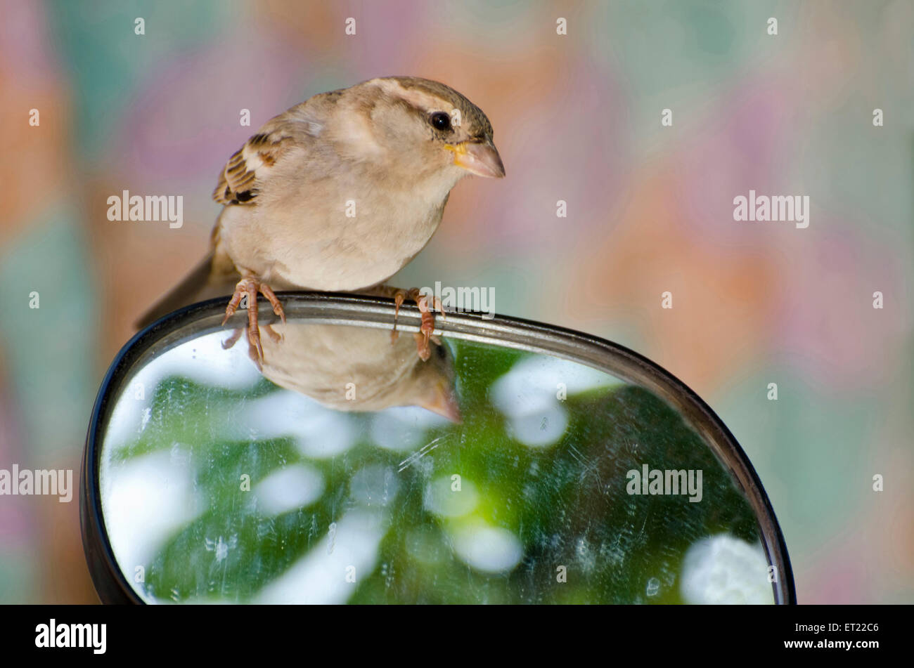 Sparrow Passer domesticus assis mirror Ahmednagar Maharashtra Inde Asie Banque D'Images