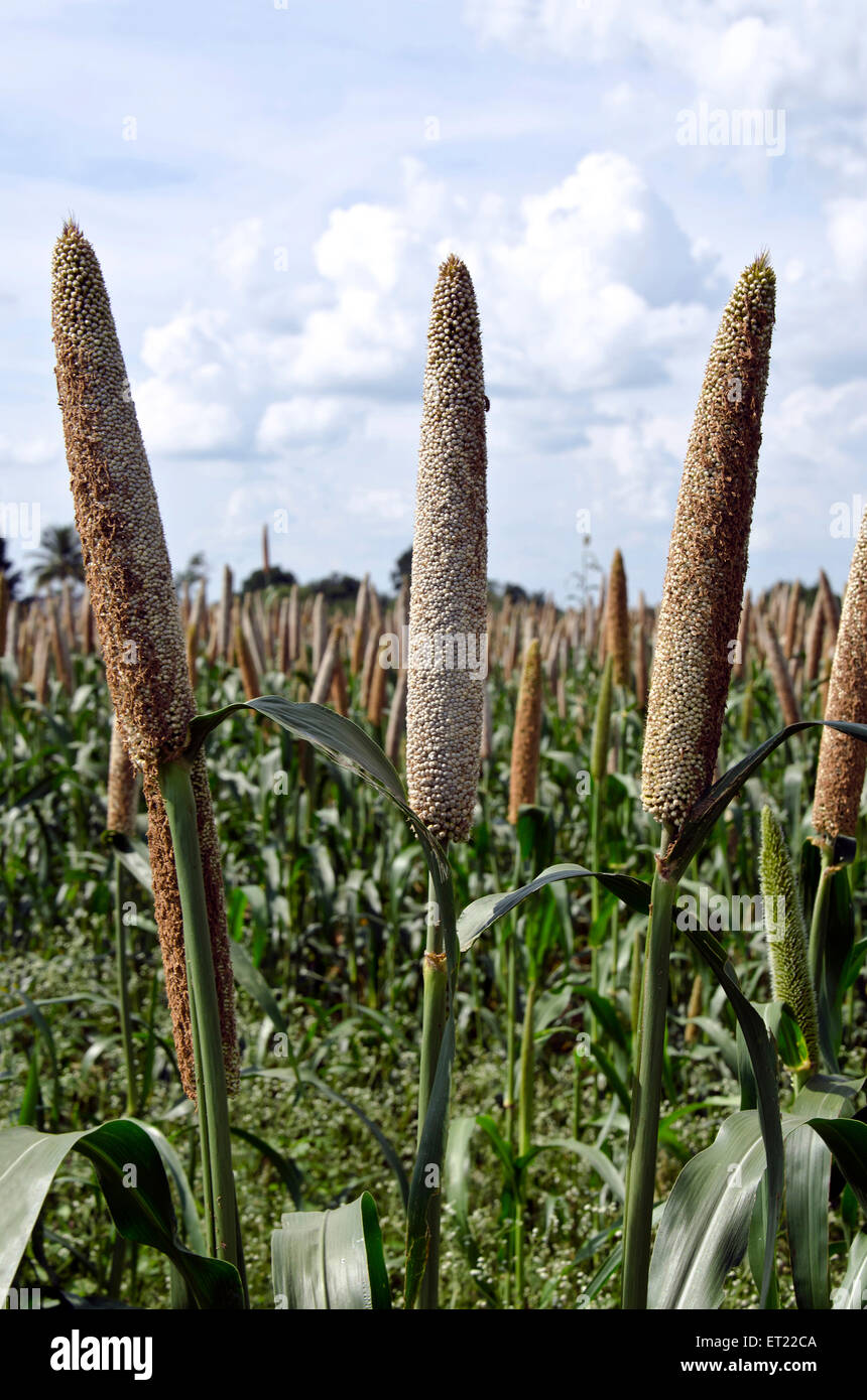 Pearl Millet domaine Padhegaon Montepulciano Ahmednagar Maharashtra Inde Asie Banque D'Images