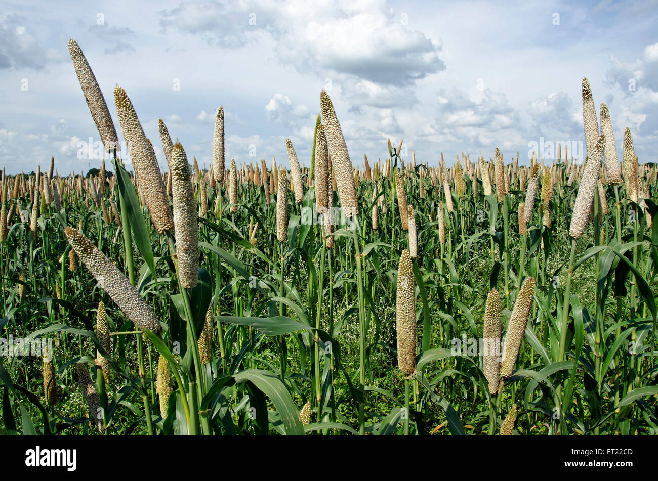 Champ de millet perlé Padhegaon Shrirampur Ahmednagar Maharashtra Inde Asie Indien asiatique Banque D'Images