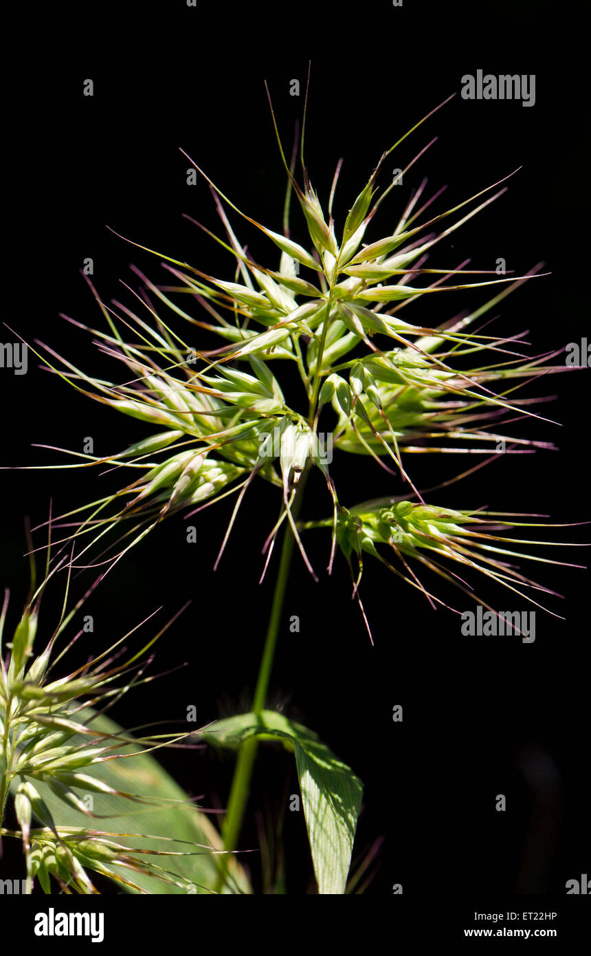 Chardon wildflower Kaas Maharashtra Satara plateau Asie Inde Banque D'Images