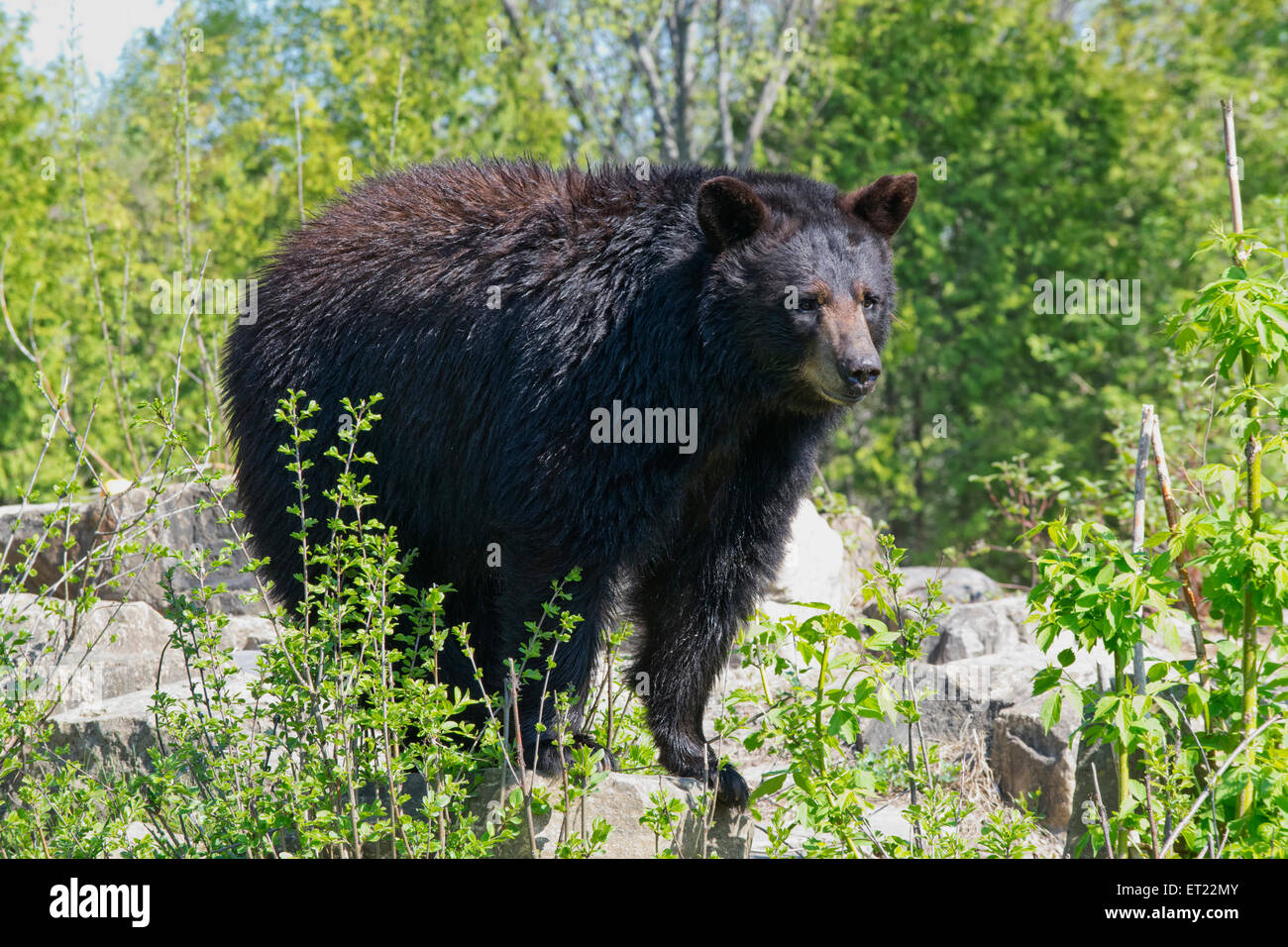 Un ours noir. Banque D'Images