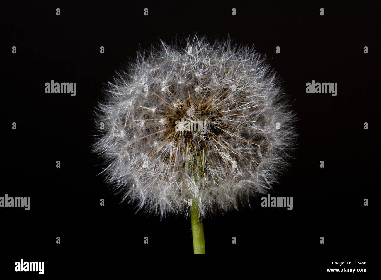 Un pissenlit disparu à la graine. Banque D'Images
