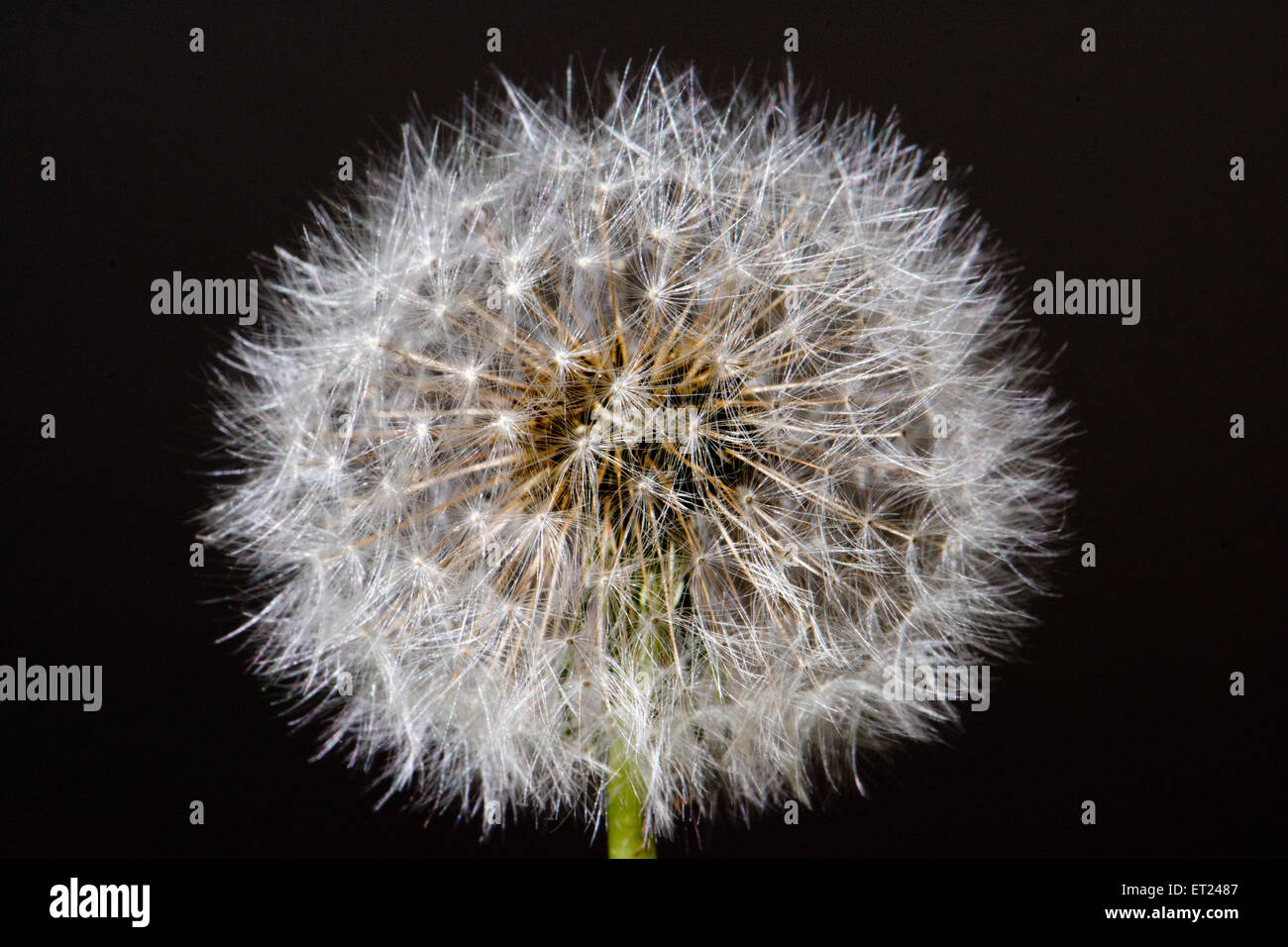 Un pissenlit disparu à la graine. Banque D'Images