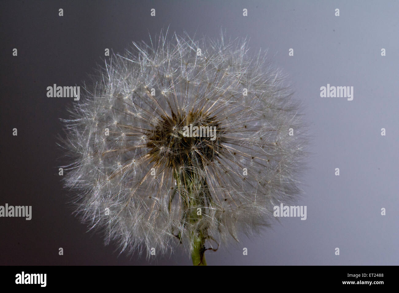 Un pissenlit disparu à la graine. Banque D'Images