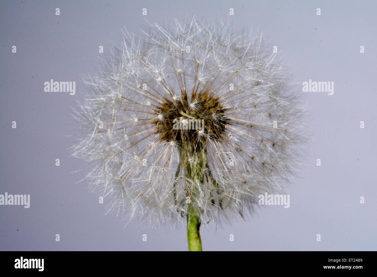 Un pissenlit disparu à la graine. Banque D'Images