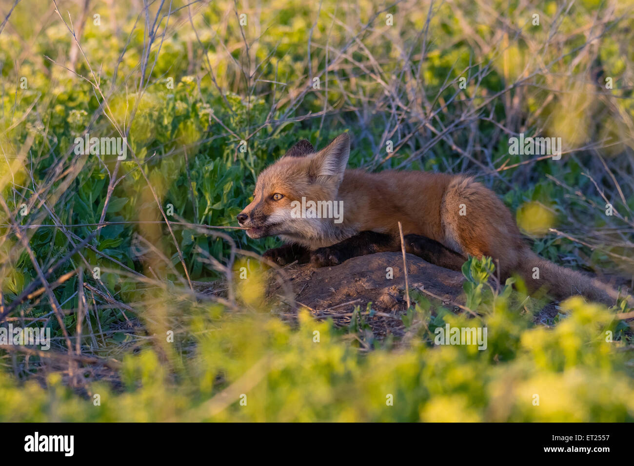 Kit red fox à mâcher sur un bâton de lumière au coucher du soleil Banque D'Images