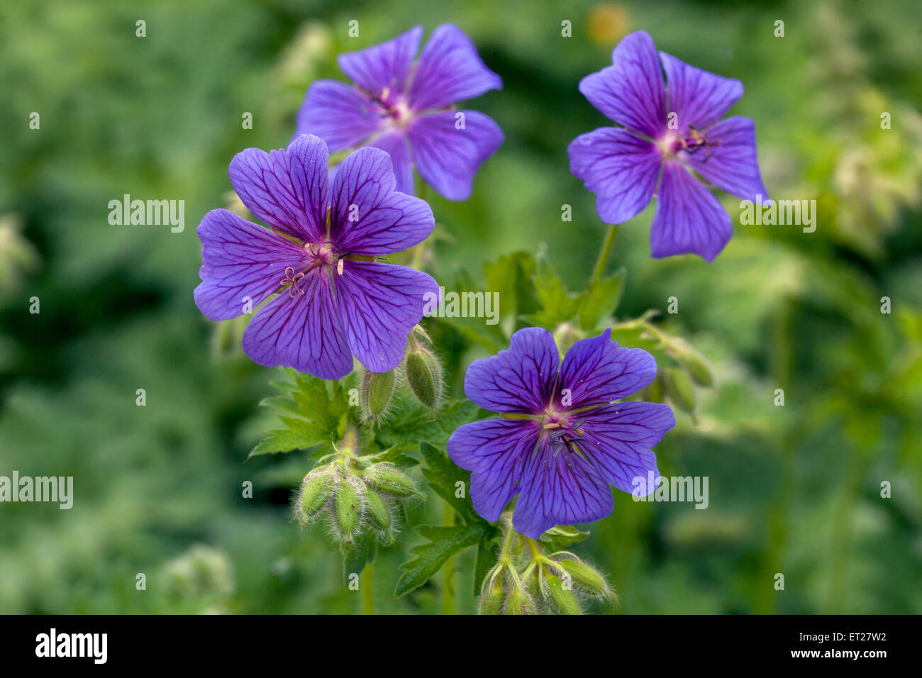 Géranium sanguin Geranium x magnificum Banque D'Images