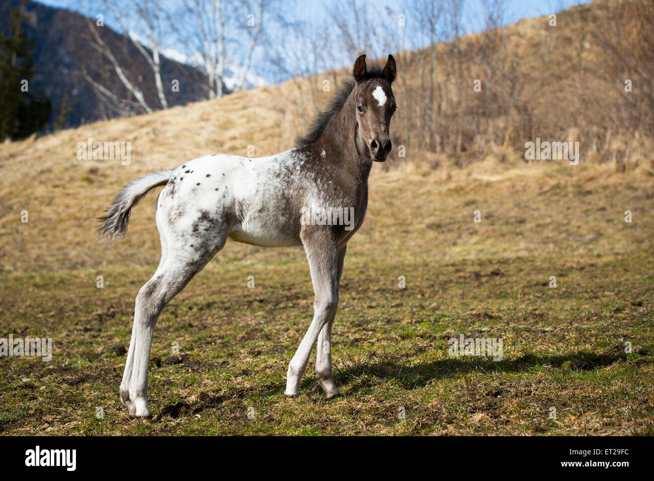 Colt Araloosa, premières étapes Banque D'Images