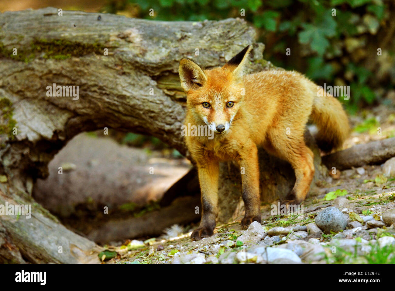Les jeunes Red Fox (Vulpes vulpes) debout devant son terrier, Canton de Bâle, Suisse Banque D'Images