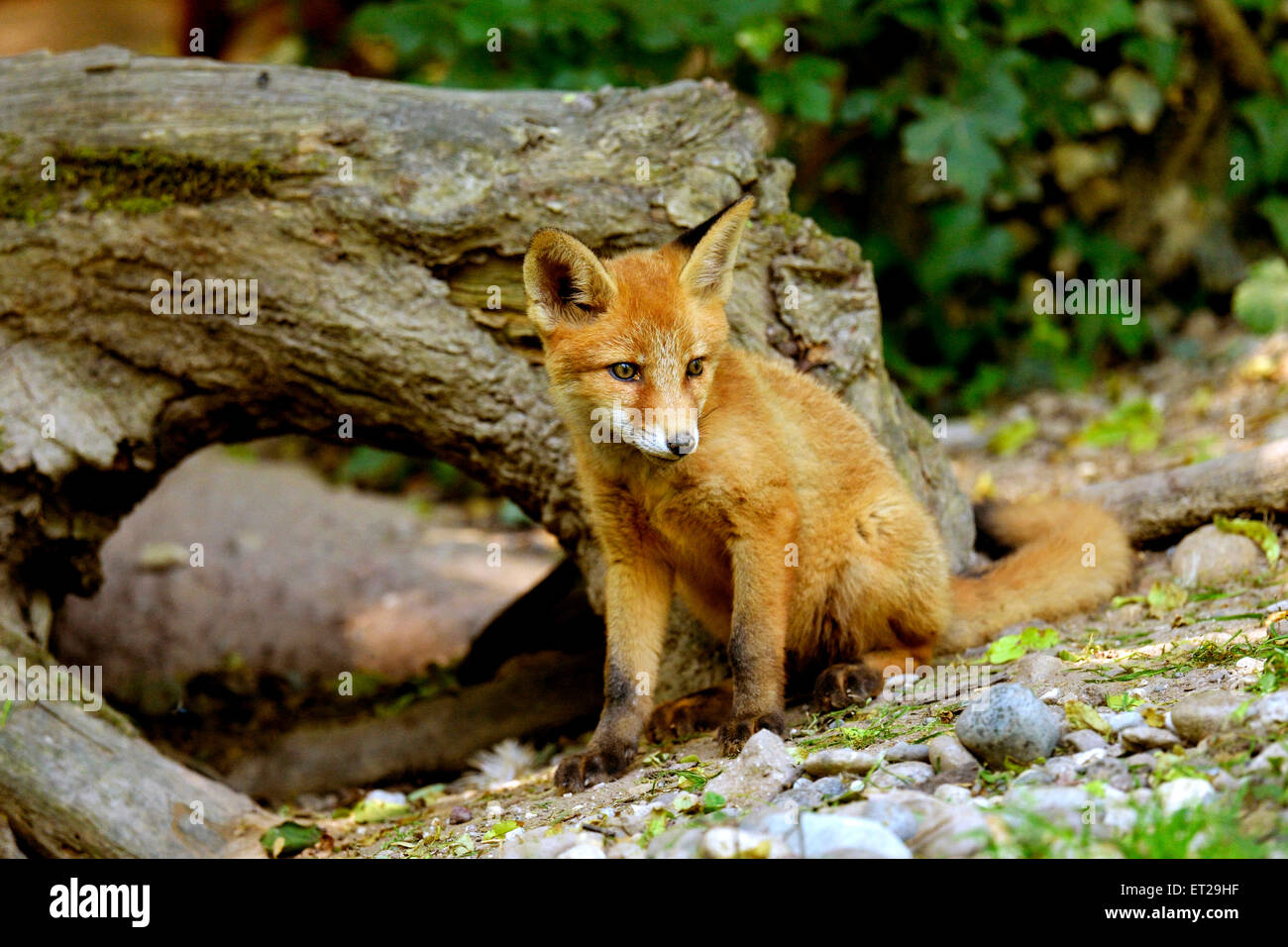 Les jeunes Red Fox (Vulpes vulpes) debout devant son terrier, Canton de Bâle, Suisse Banque D'Images