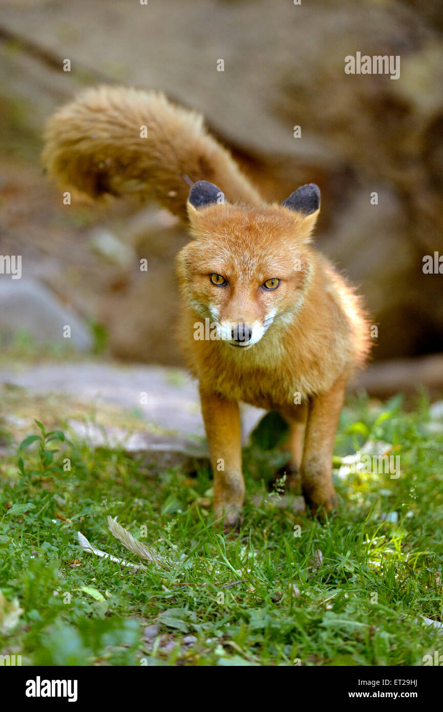 Hot Red Fox (Vulpes vulpes), Canton de Bâle, Suisse Banque D'Images