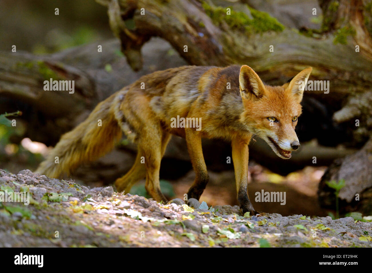 Hot Red Fox (Vulpes vulpes) errant dans les bois, Canton de Bâle, Suisse Banque D'Images