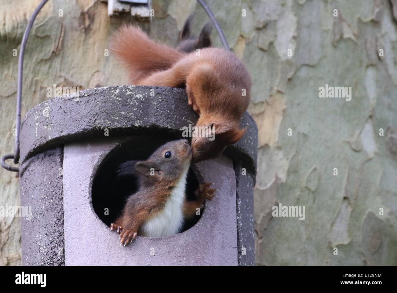 Deux jeunes écureuils (Sciurus vulgaris) sur Owl nichoir, Hesse, Allemagne Banque D'Images