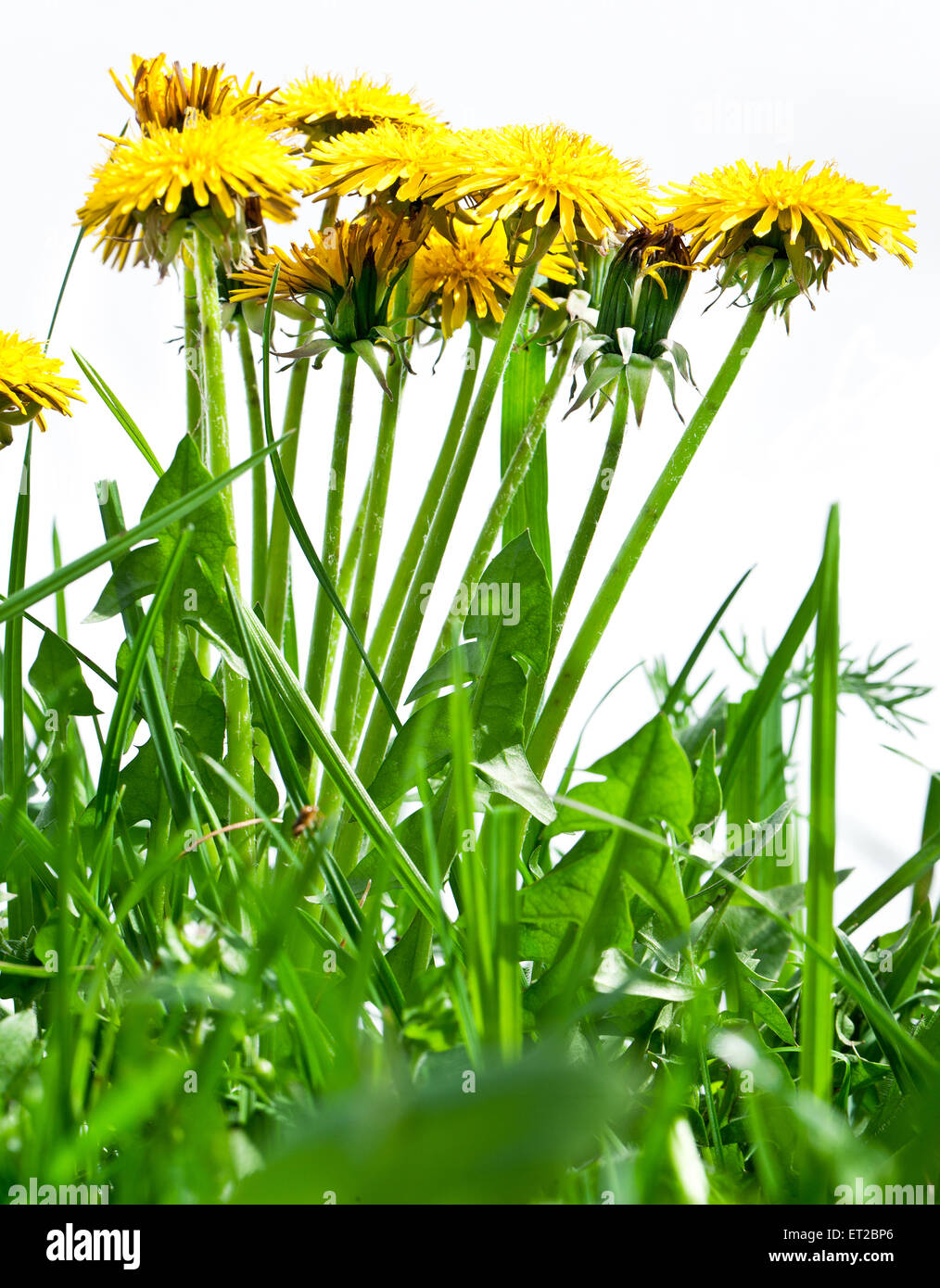 Fleurs de pissenlit dans l'herbe verte fraîche. Banque D'Images