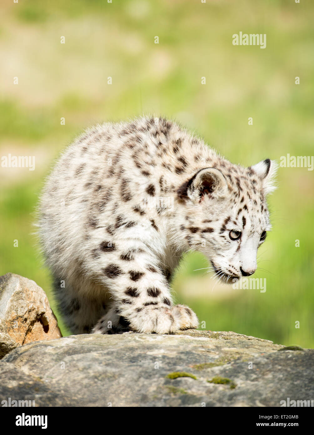 Snow Leopard cub marcher sur rock Banque D'Images