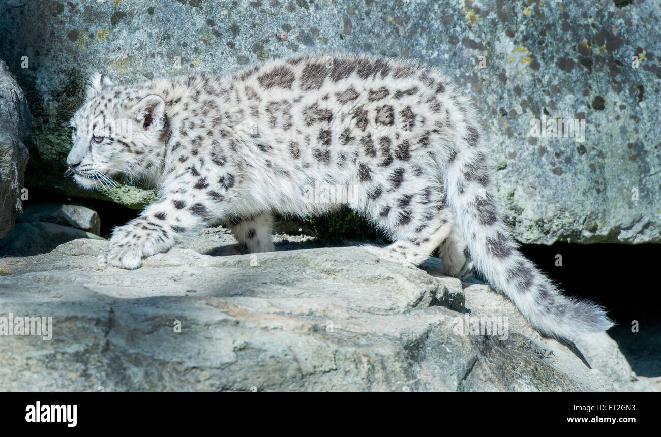 Snow Leopard cub marcher sur les pattes de velours Banque D'Images