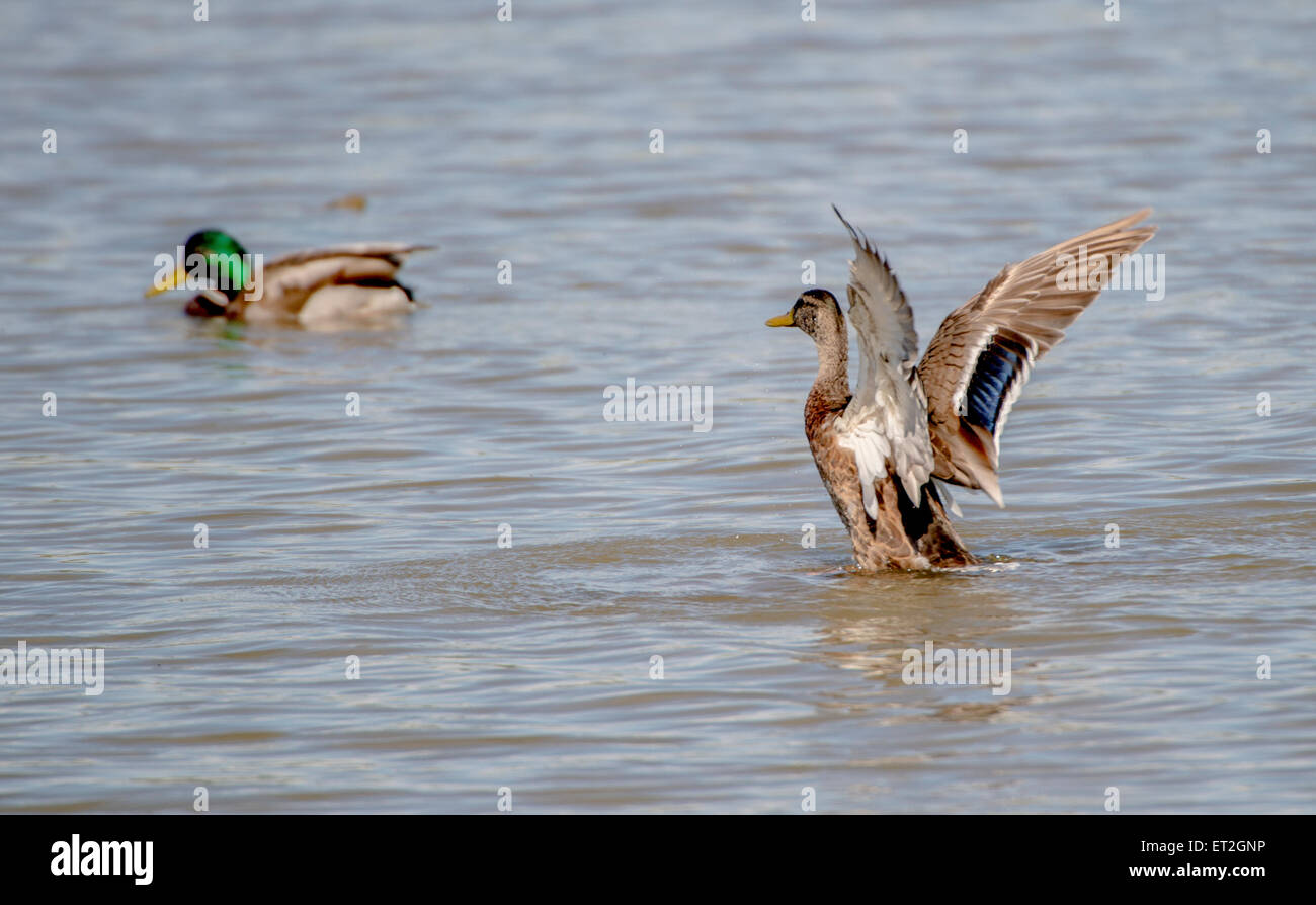 Canard colvert femelle en volant avec des ailes Banque D'Images