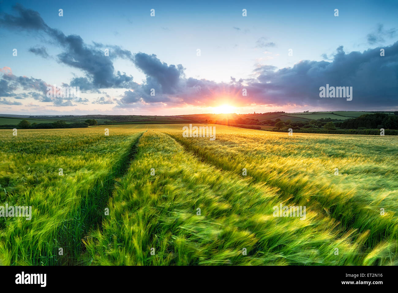 Coucher de soleil sur terrain agricole avec l'orge qui souffle dans la brise Banque D'Images