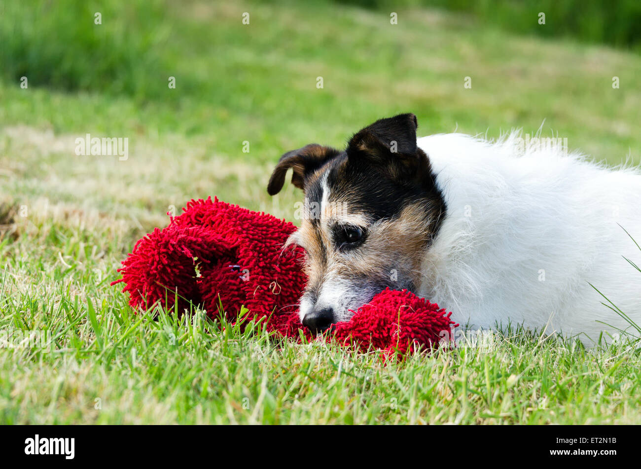 Adorable Jack Russell Terrier laying in grass with red soft toy Banque D'Images