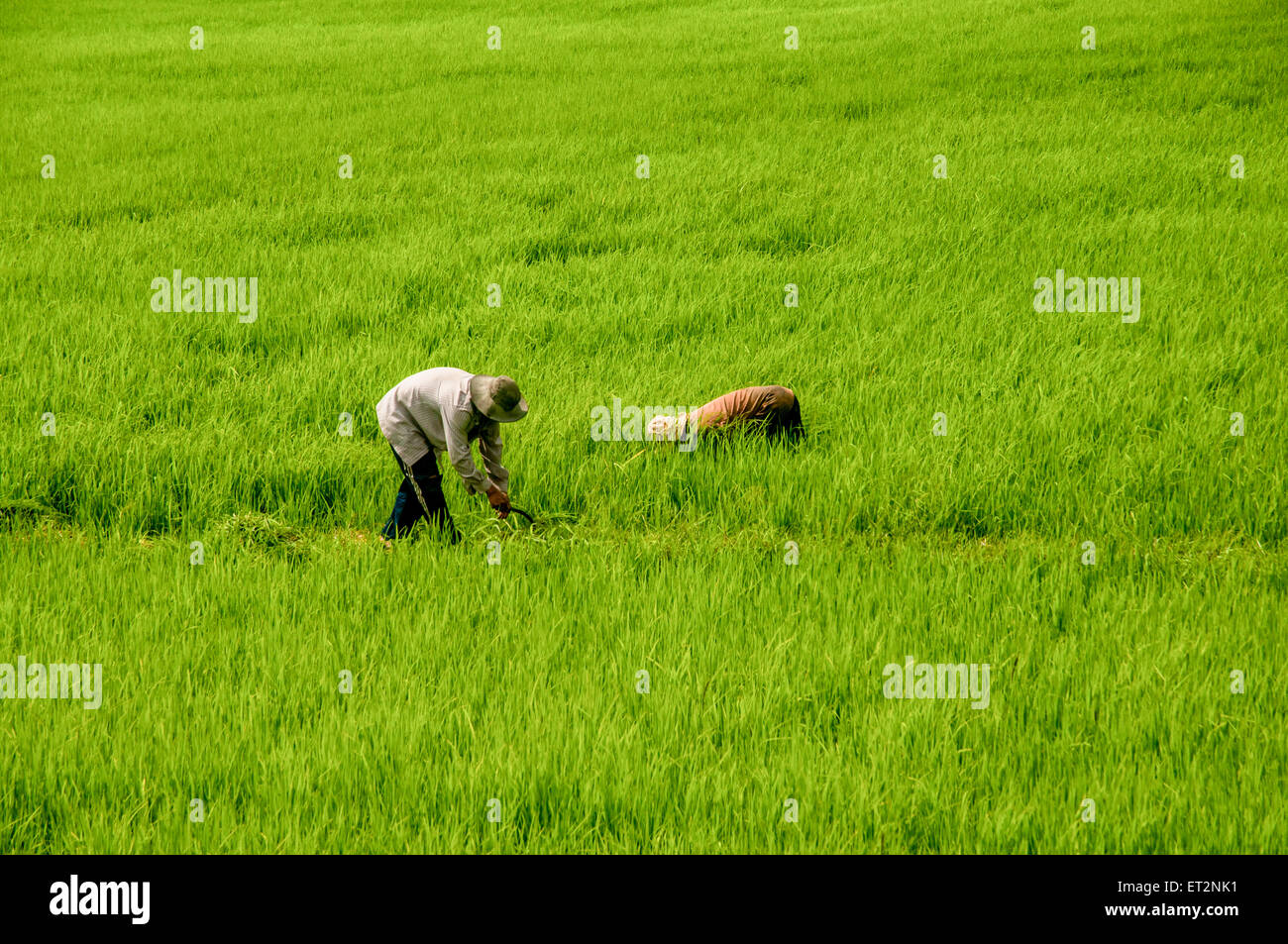 Travaillant dans une rizière photographié au Vietnam, du Delta du Mékong Banque D'Images