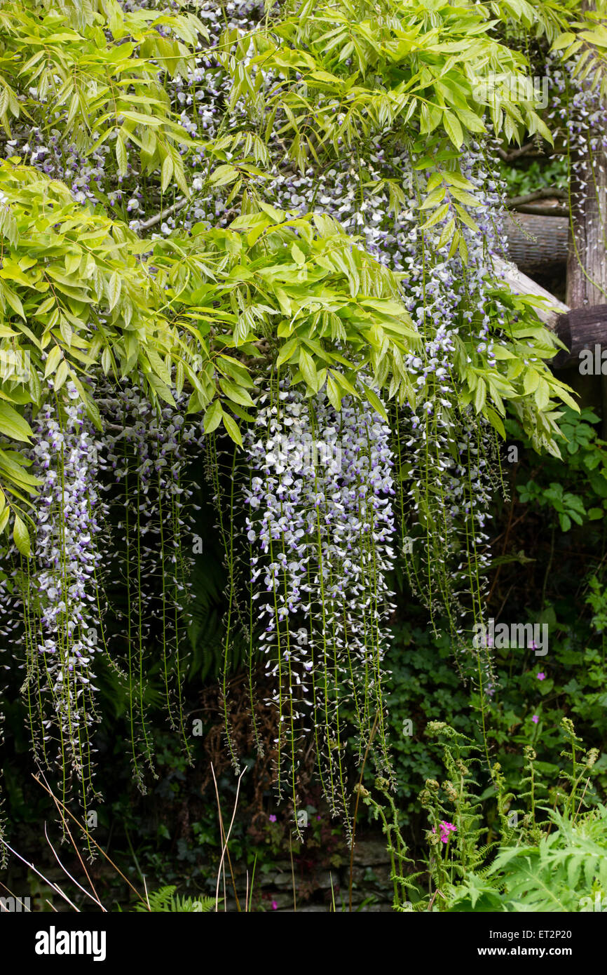 Long, balançant des racèmes Wisteria floribunda, grimpeur hardy 'Burford' Banque D'Images