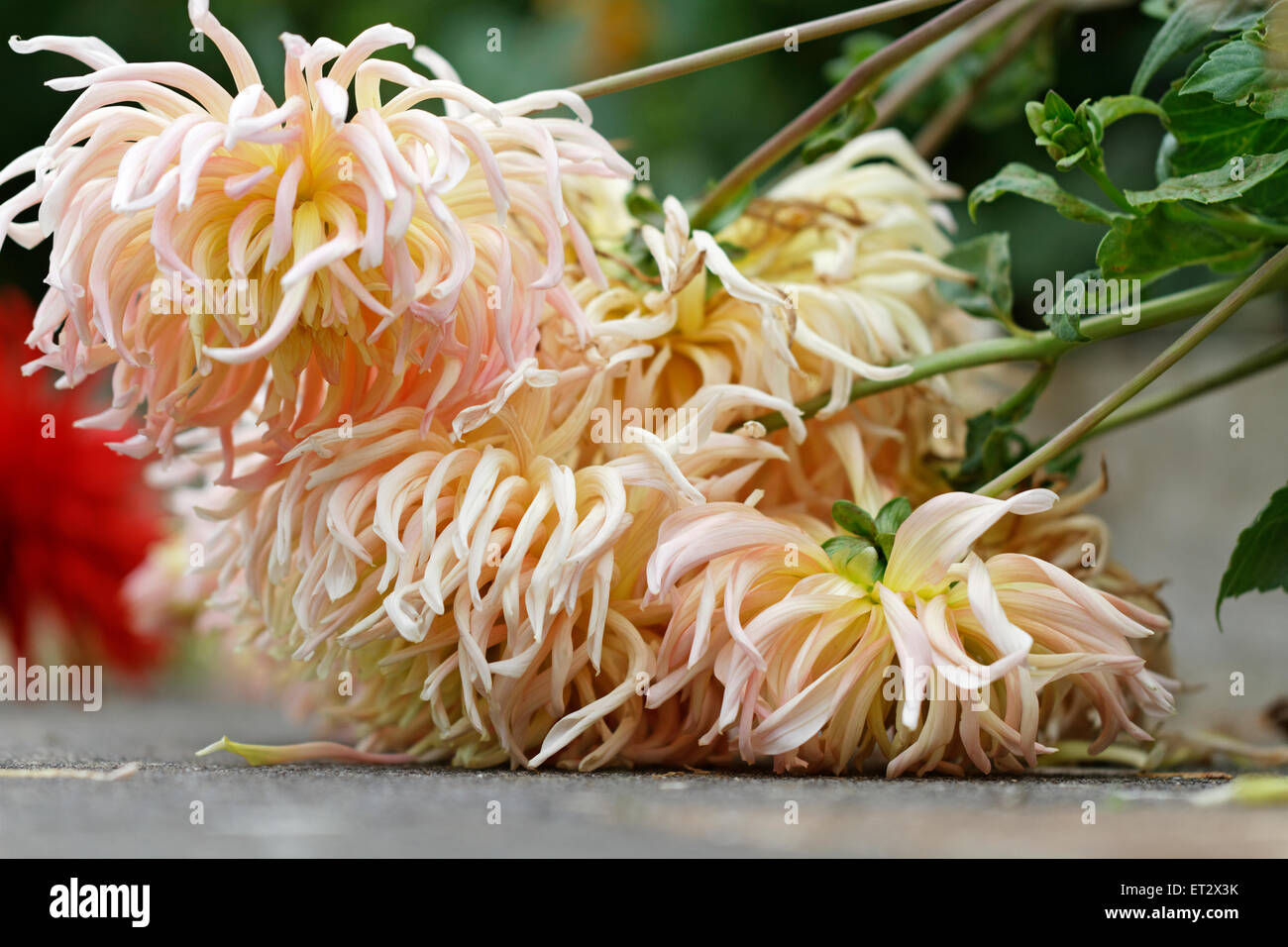 Dahlias cactus tombé au sol Banque D'Images