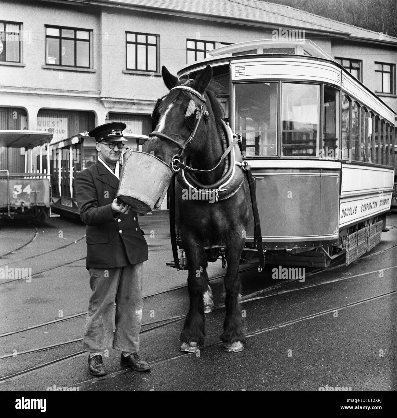 Douglas, île de Man). Betty 12, une baie sombre (Hackney irlandais ou Irish Cob) est l'un des 75 chevaux pour tirer sur l'un des 31 tramways à cheval qui montent et descendent le Douglas avant. 7e mai 1954. Banque D'Images