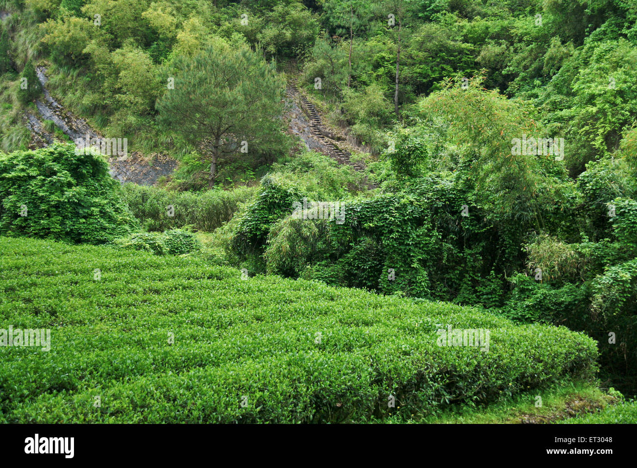 Hong Pao thé - thé le plus cher au monde. Banque D'Images