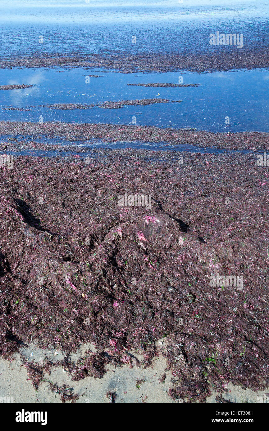 L'algue rouge sur plage Falkenberg, Suède. Banque D'Images