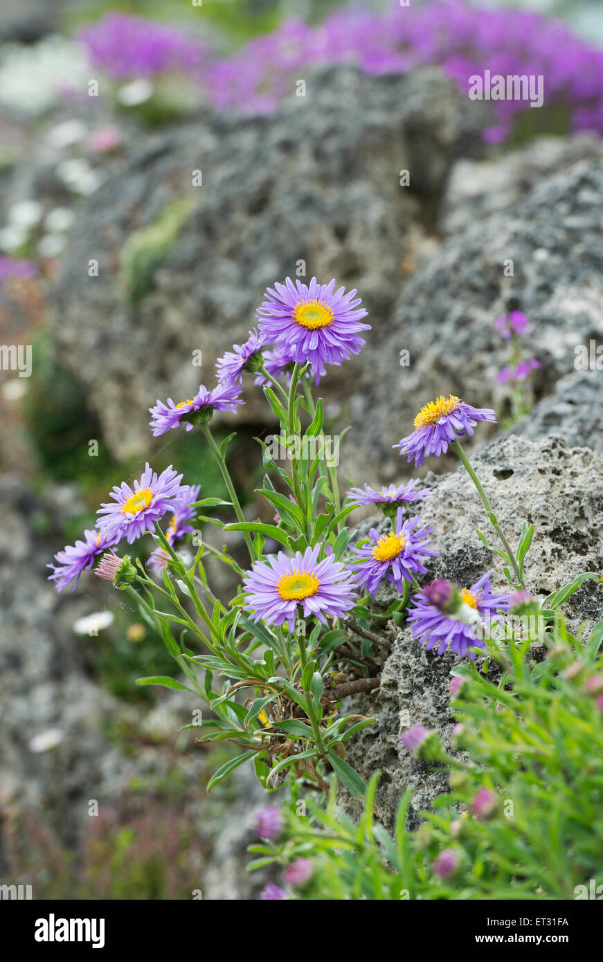 Aster alpinus fleurs sur un mur de rocaille Banque D'Images