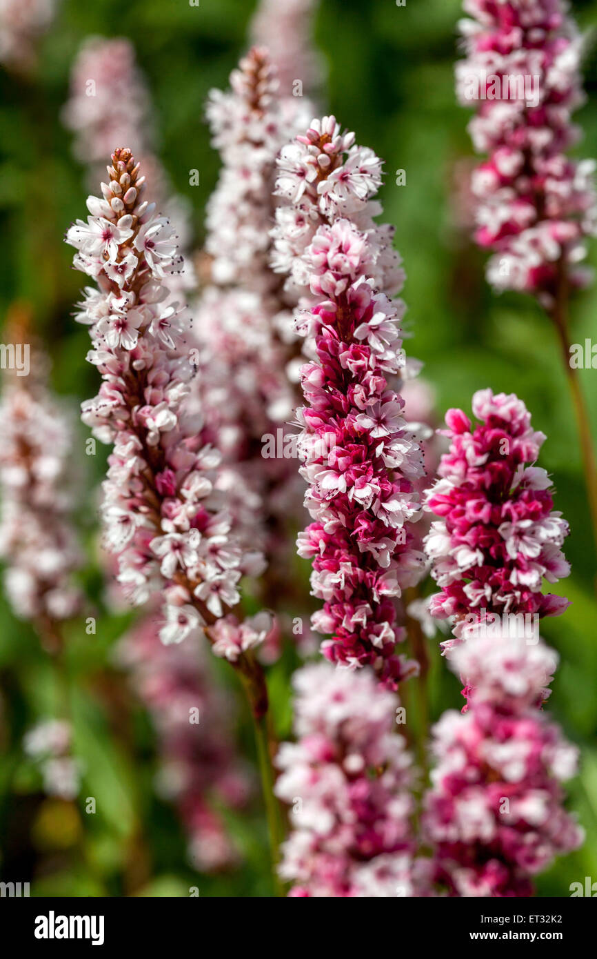 Persicaria affinis 'Darjeeling' rouge, renouée du Japon Banque D'Images