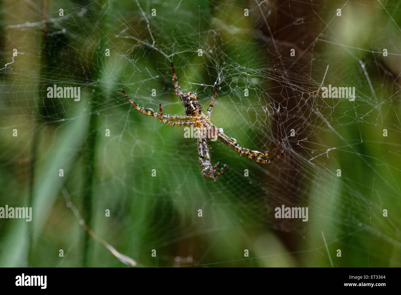 St Andrew's Cross Spider dans la pluie Banque D'Images